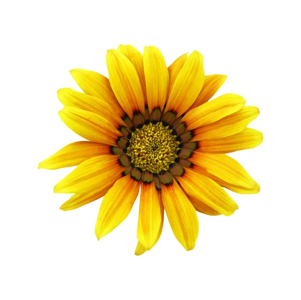 Bellissimo Fiore Gazania Giallo Isolato Sfondo Bianco Fondo Floreale Naturale — Foto Stock