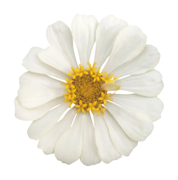 Belle Fleur Zinnia Blanche Isolée Sur Fond Blanc Fond Floral — Photo