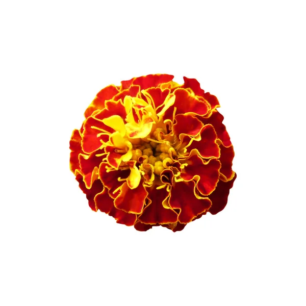 Vacker Ringblomma Isolerad Vit Bakgrund Naturlig Blommig Bakgrund Blommigt Designelement — Stockfoto