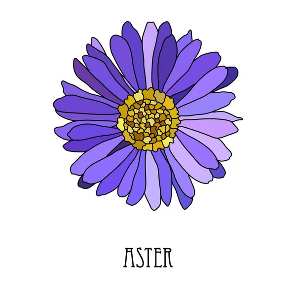 Mão Decorativa Desenhada Azul Violeta Aster Flor Elemento Design Pode — Vetor de Stock