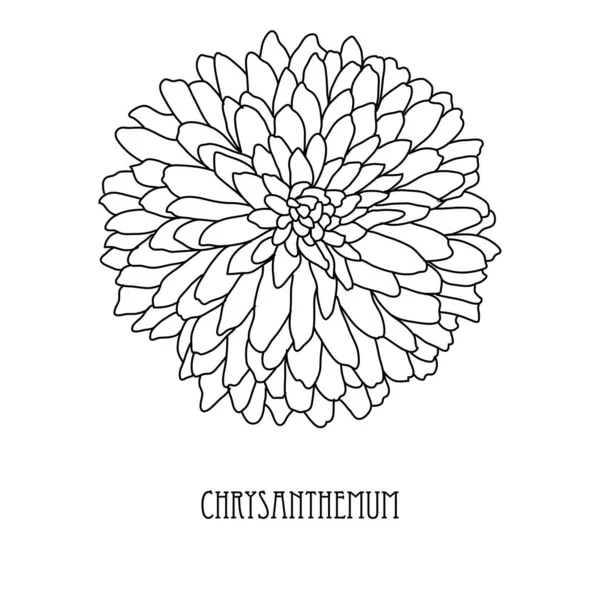 Decoratieve Hand Getrokken Chrysant Bloem Design Element Kan Gebruikt Worden — Stockvector