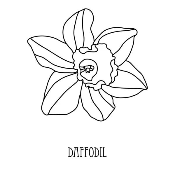 Dekorativní Ručně Kreslené Narcisy Květina Designový Prvek Lze Použít Karty — Stockový vektor