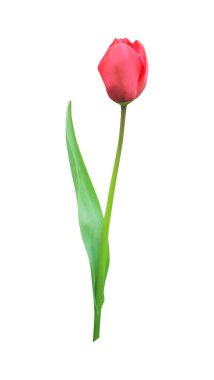 Beyaz arka planda izole edilmiş güzel kırmızı lale çiçeği. Doğal çiçek geçmişi var. Çiçek tasarım ögesi