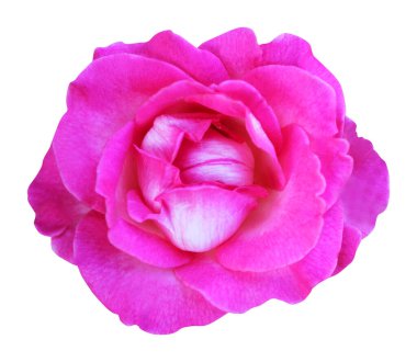 Beyaz arka planda izole edilmiş güzel pembe gül çiçeği. Doğal çiçek geçmişi var. Çiçek tasarım ögesi