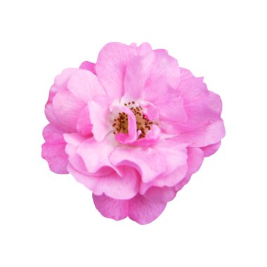 Beyaz arka planda izole edilmiş güzel pembe gül çiçeği. Doğal çiçek geçmişi var. Çiçek tasarım ögesi