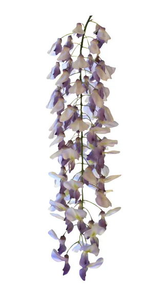 Vacker Pastell Violett Wisteria Blomma Isolerad Vit Bakgrund Naturlig Blommig — Stockfoto