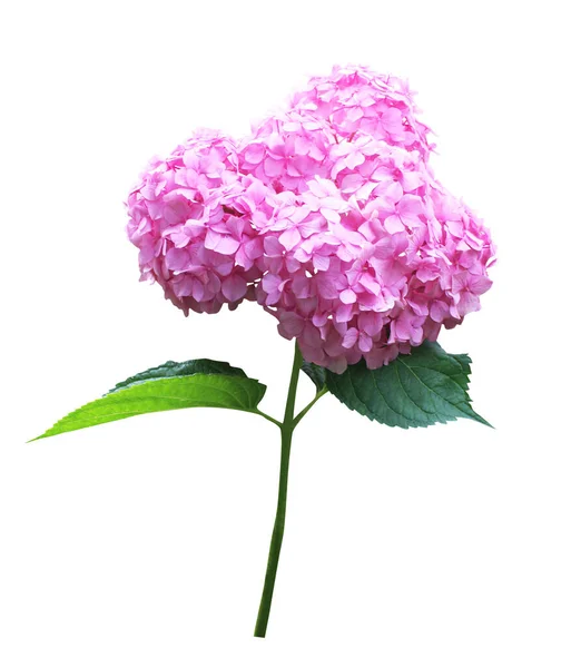 Prachtige Roze Hortensia Bloem Geïsoleerd Witte Achtergrond Natuurlijke Bloemen Achtergrond — Stockfoto