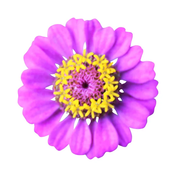 Mooie Roze Violette Zinnia Bloem Geïsoleerd Witte Achtergrond Natuurlijke Bloemen — Stockfoto