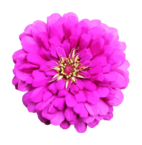 Linda Rosa Violeta Zinnia Flor Isolada Fundo Branco Fundo Floral — Fotografia de Stock