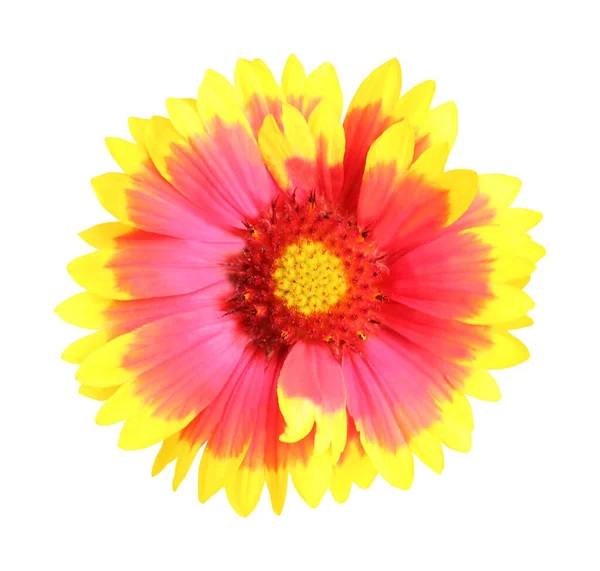 Bela Flor Gaillardia Isolado Fundo Branco Fundo Floral Natural Elemento — Fotografia de Stock