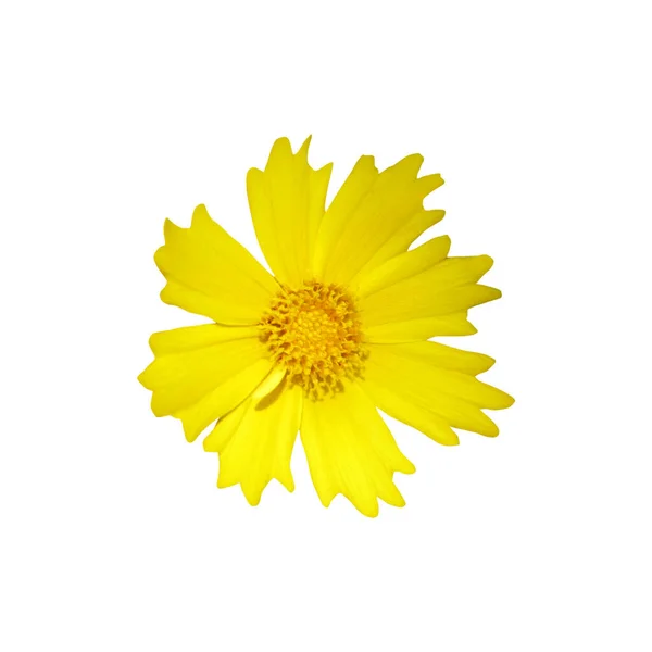 Bela Flor Coreopsis Amarelo Isolado Fundo Branco Fundo Floral Natural — Fotografia de Stock