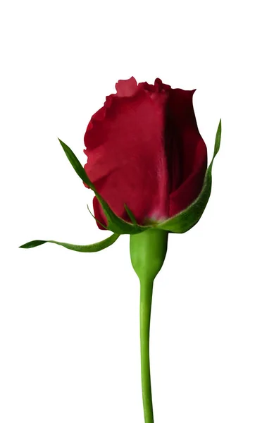 Όμορφο Κόκκινο Τριαντάφυλλο Λουλούδι Απομονώνονται Λευκό Φόντο Φυσικό Φόντο Λουλουδιών — Φωτογραφία Αρχείου