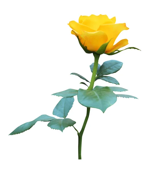 Beyaz Arka Planda Izole Edilmiş Güzel Sarı Gül Çiçeği Doğal — Stok fotoğraf