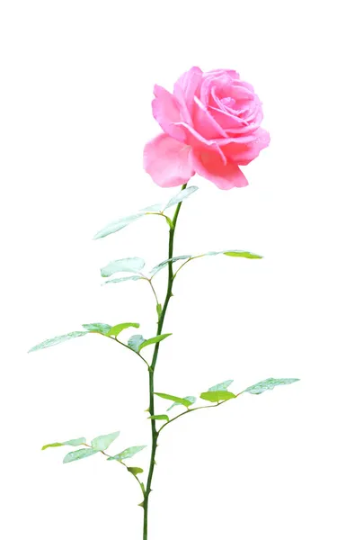 Vacker Rosa Ros Blomma Isolerad Vit Bakgrund Naturlig Blommig Bakgrund — Stockfoto