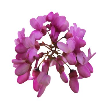 Güzel sakura, beyaz arka planda izole edilmiş kiraz çiçekleri. Doğal çiçek geçmişi var. Çiçek tasarım ögesi