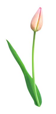 Beyaz arka planda izole edilmiş güzel lale çiçeği. Doğal çiçek geçmişi var. Çiçek tasarım ögesi