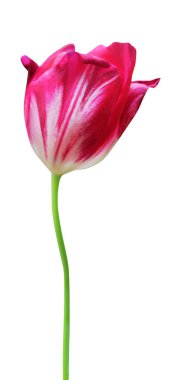 Beyaz arka planda izole edilmiş güzel kırmızı lale çiçeği. Doğal çiçek geçmişi var. Çiçek tasarım ögesi