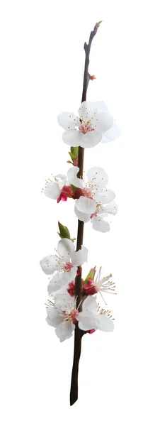 Belle Sakura Fleurs Cerisier Fleurs Isolées Sur Fond Blanc Fond — Photo