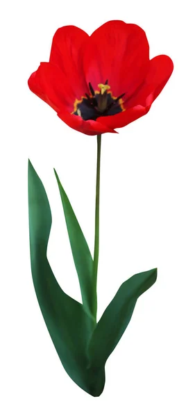 Όμορφο Κόκκινο Λουλούδι Τουλίπας Απομονώνονται Λευκό Φόντο Φυσικό Φόντο Λουλουδιών — Φωτογραφία Αρχείου