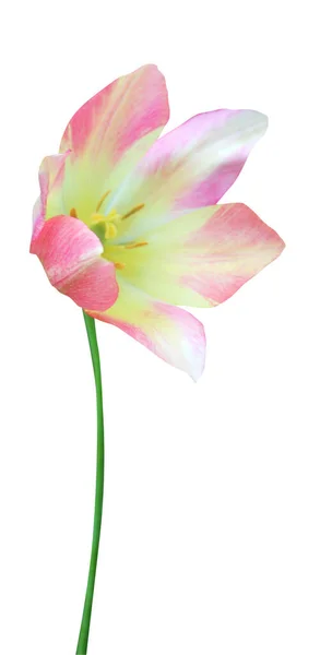 Linda Flor Tulipa Amarela Rosa Isolada Fundo Branco Fundo Floral — Fotografia de Stock