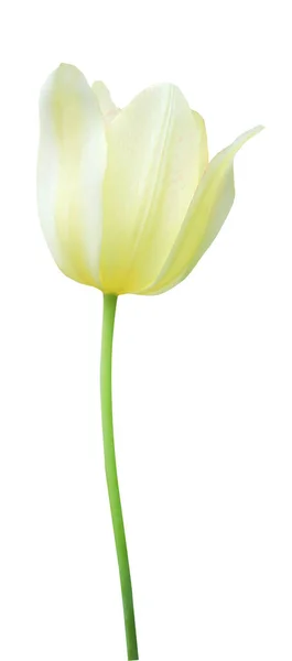 Gyönyörű Sárga Tulipán Virág Elszigetelt Fehér Háttérrel Természetes Virágos Háttér — Stock Fotó