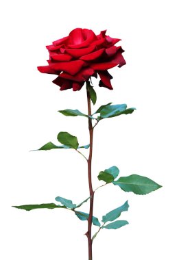 Beyaz arka planda izole edilmiş güzel kırmızı gül çiçeği. Doğal çiçek geçmişi var. Çiçek tasarım ögesi