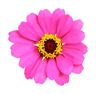 Güzel pembe zinya çiçeği beyaz arka planda izole edilmiş. Doğal çiçek geçmişi var. Çiçek tasarım ögesi
