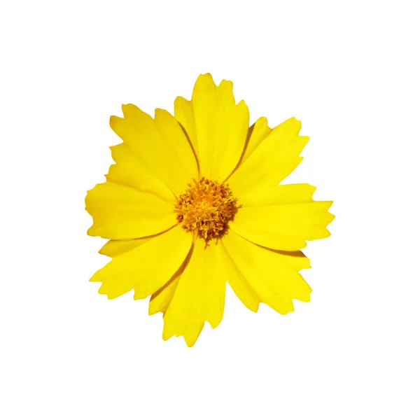 Цветок Желтого Короопсиса Выделен Белом Фоне Естественный Цветочный Фон Цветочный — стоковое фото