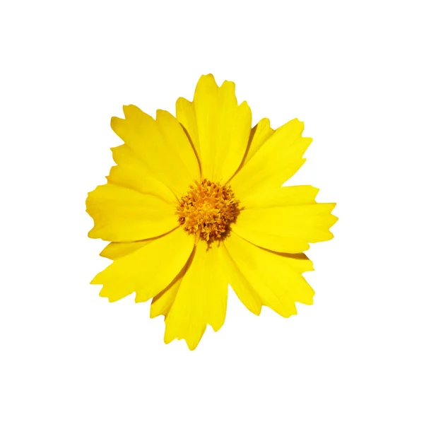 Vacker Gul Coreopsis Blomma Isolerad Vit Bakgrund Naturlig Blommig Bakgrund — Stockfoto