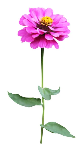 Όμορφο Ροζ Βιολετί Ζίννια Λουλούδι Που Απομονώνονται Λευκό Φόντο Φυσικό — Φωτογραφία Αρχείου