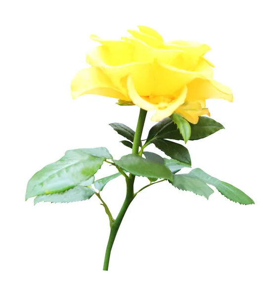 Vacker Gul Ros Blomma Isolerad Vit Bakgrund Naturlig Blommig Bakgrund — Stockfoto
