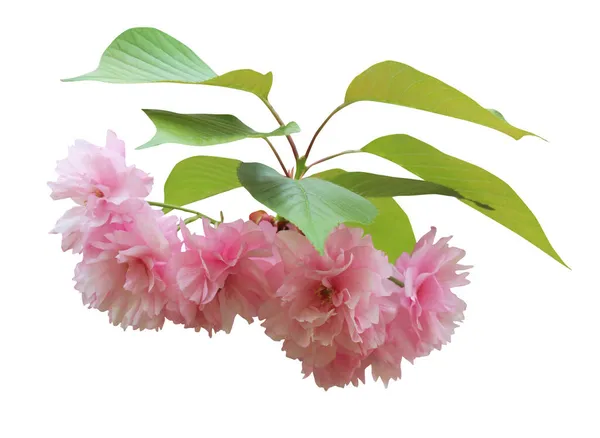 美しい桜 白い背景に隔離された桜の花 自然な花の背景 花のデザイン要素 — ストック写真