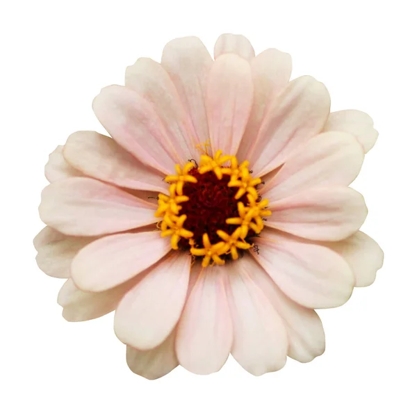 Bonito Pastel Branco Rosa Zinnia Flor Isolada Fundo Branco Fundo — Fotografia de Stock
