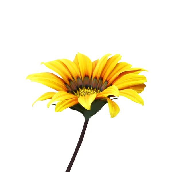 Hermosa Flor Gazania Amarilla Aislada Sobre Fondo Blanco Fondo Floral — Foto de Stock