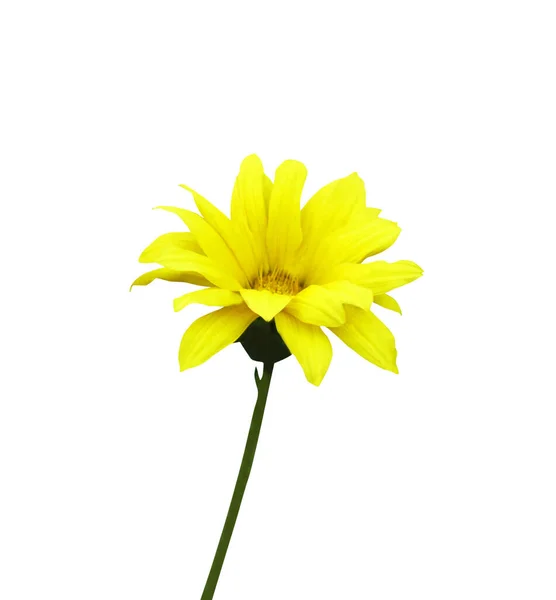 Красива Жовта Квітка Галявини Ізольована Білому Тлі Натуральний Квітковий Фон — стокове фото