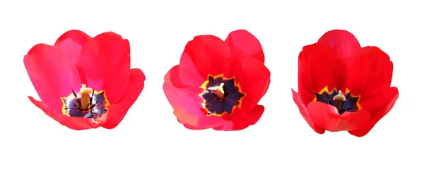 Lindas Flores Tulipa Vermelha Isoladas Fundo Branco Fundo Floral Natural — Fotografia de Stock