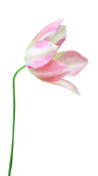 Linda Flor Tulipa Amarela Rosa Isolada Fundo Branco Fundo Floral — Fotografia de Stock