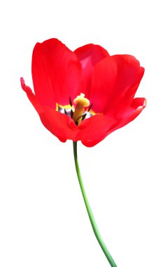Beyaz arka planda izole edilmiş güzel kırmızı lale çiçeği. Doğal çiçek geçmişi var. Çiçek tasarım ögesi