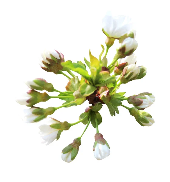 Vacker Sakura Körsbär Blommor Isolerad Vit Bakgrund Naturlig Blommig Bakgrund — Stockfoto