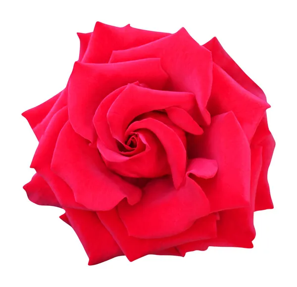 Beyaz Arka Planda Izole Edilmiş Güzel Kırmızı Gül Çiçeği Doğal — Stok fotoğraf