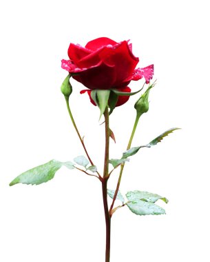 Beyaz arka planda izole edilmiş güzel kırmızı gül çiçeği. Doğal çiçek geçmişi var. Çiçek tasarım ögesi