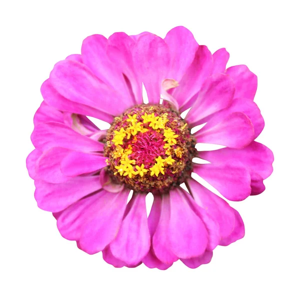 白を基調とした美しいピンク色のバイオレット ジンニアの花 自然な花の背景 花のデザイン要素 — ストック写真