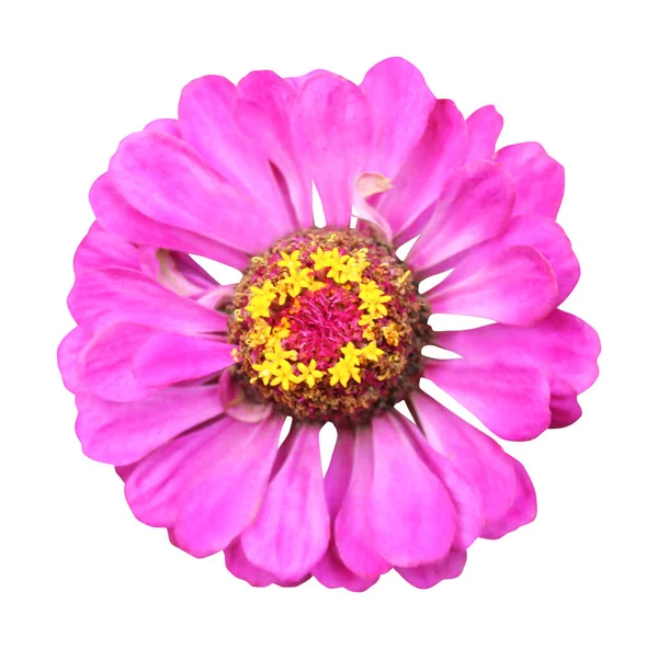 Linda Rosa Violeta Zinnia Flor Isolada Fundo Branco Fundo Floral — Fotografia de Stock