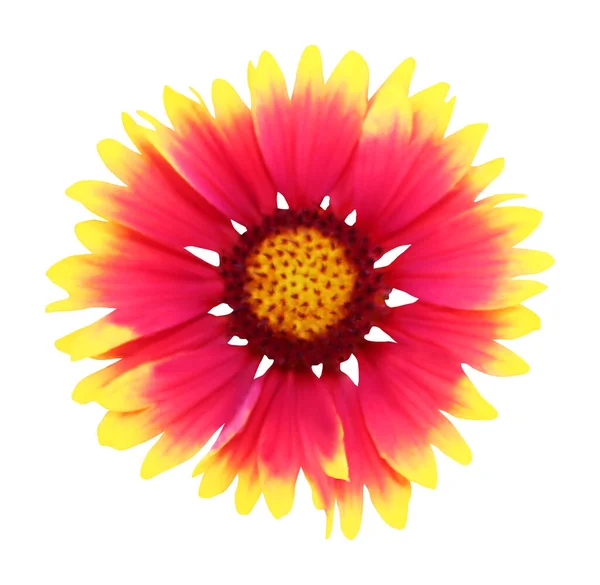 Beyaz Arka Planda Izole Edilmiş Güzel Gaillardia Çiçeği Doğal Çiçek — Stok fotoğraf