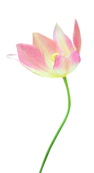 Linda Flor Tulipa Amarela Rosa Isolada Fundo Branco Fundo Floral — Fotografia de Stock