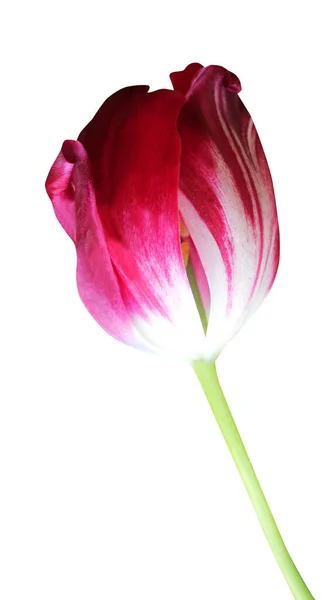 Krásná Červená Fialová Tulipán Květiny Izolované Bílém Pozadí Přírodní Květinové — Stock fotografie