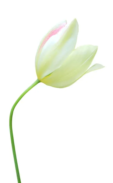 Linda Flor Tulipa Amarela Isolada Fundo Branco Fundo Floral Natural — Fotografia de Stock