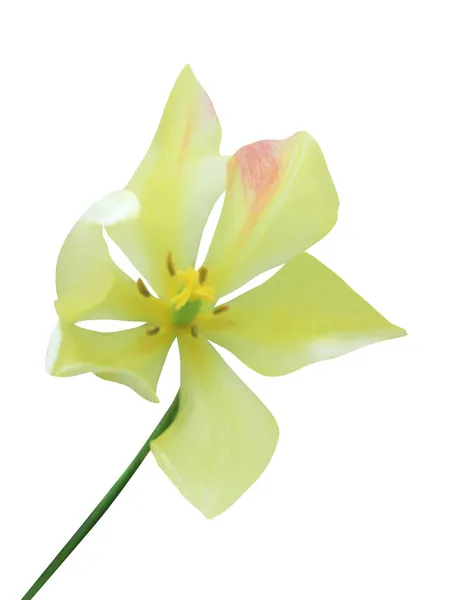 Linda Flor Tulipa Amarela Isolada Fundo Branco Fundo Floral Natural — Fotografia de Stock