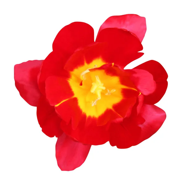 Beyaz Arka Planda Izole Edilmiş Güzel Kırmızı Lale Çiçeği Doğal — Stok fotoğraf