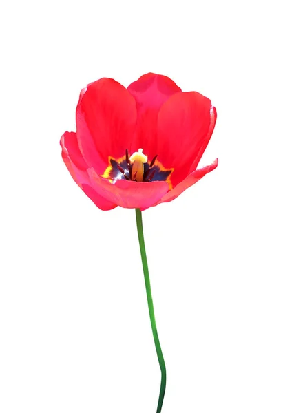 Mooie Rode Tulp Bloem Geïsoleerd Witte Achtergrond Natuurlijke Bloemen Achtergrond — Stockfoto